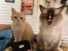 -平行世界·猫咖(首经贸店)