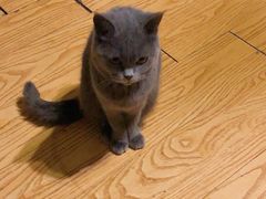 -猫色咖啡·猫咖