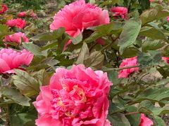 -圆明园遗址公园-藻园门售票处