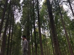 -黄海国家森林公园