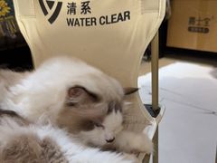 -平行世界·猫咖(首经贸店)