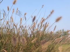 -春花秋色城市公园