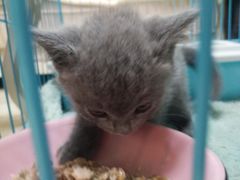 -1013 PET SHOP精品宠物商店(丁香店)