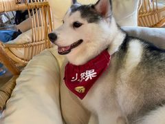-Husky Go! 哈士奇体验馆·宠物咖啡厅狗咖