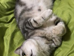 -汪喵宠物医院·骨科心脏影像·犬猫急重症ICU诊疗中心(成华分院)