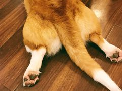 -柯斗斗主题餐厅·狗咖·围炉煮茶·茶饮(国瑞升平里店)