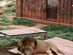 -昆明动物园