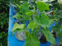 android_upload_pic-双季花艺园艺市场(浦东店)