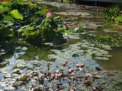 -国家植物园南园