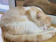 -Heymao猫咖.咖啡厅(东门店)