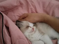 -宠颐生·恒爱宠物医院(静海店)