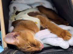 -纳吉亚猫专科动物诊疗中心(蒋宅口分院)