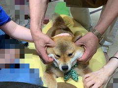 -逗柴咖啡屋·狗咖猫咖宠物桌游