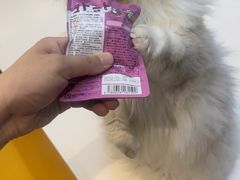 -御宝贝·A梦猫科宠物医院(国际猫友好医院)