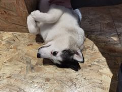 -Husky Go! 哈士奇体验馆·宠物咖啡厅狗咖