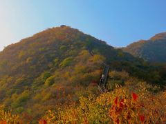 -大岭沟猕猴桃谷风景区