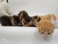 猫猫-猫色咖啡·猫咖