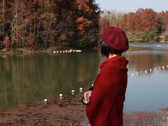 -上海海湾国家森林公园