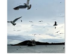 -海驴岛(荣成市)