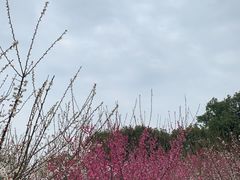 -香雪海