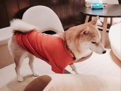 -逗柴咖啡屋·狗咖猫咖宠物桌游