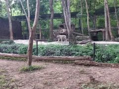 -清迈夜间动物园