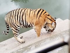 -横道河子东北虎林园