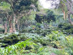 -深圳仙湖植物园