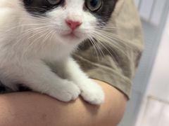 -瑞派福兴宠物医院犬猫全科·骨科·中西医结合(河东店)