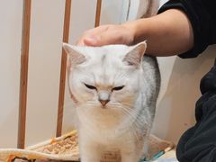 -是阿柴呀！柴犬咖啡·爱喵喵猫咖