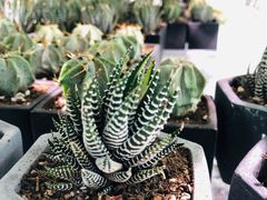 -KKV(深圳宏发大仟里店)