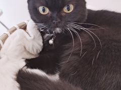 -共舞时光猫咖·狗咖(新街口店)