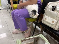 -北京观赏动物医院·24小时大型综合·猫专科·异宠专科