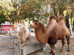 -长白岛森林公园