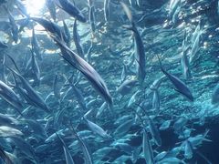 -上海海洋水族馆