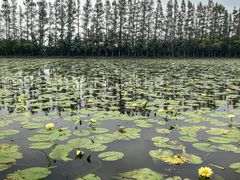 -上海长兴岛郊野公园