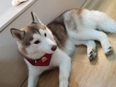 momo-Husky Go! 哈士奇体验馆·宠物咖啡厅狗咖