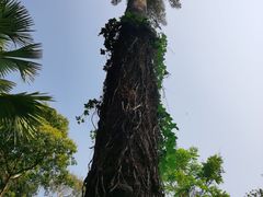 -中国科学院西双版纳热带植物园