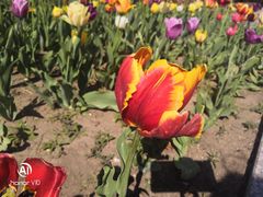 -长春公园(普阳街道)