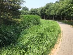 -东郊湿地公园