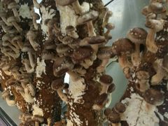 -二荆条·蜀鲜汇城市森林火锅