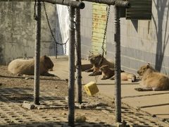 -合肥野生动物园