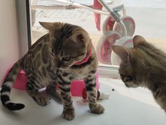 -李小姐の猫咖啡馆(五角场店)