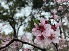 -苏州上方山国家森林公园