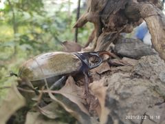 -南宫五洲植物乐园