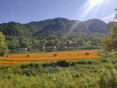 -关山草原