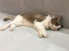 -糯米喵星人·撸猫猫舍咖啡馆(西市场嘉华店)