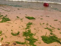 -日照海滨国家森林公园