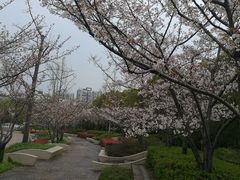 -新江湾城公园