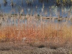 -野鸭湖国家湿地公园